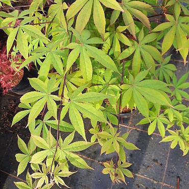 Acer pal. 'Osakazuki'
