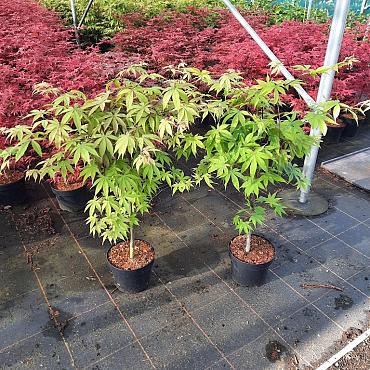 Acer pal. 'Osakazuki'