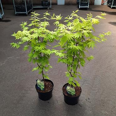 Acer shirasawanum 'Jordan'