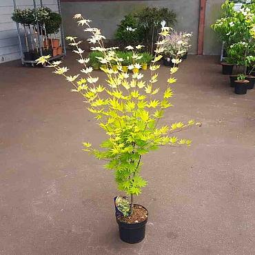 Acer shirasawanum 'Jordan'