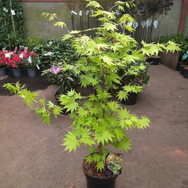 Acer shirasawanum 'Jordan'