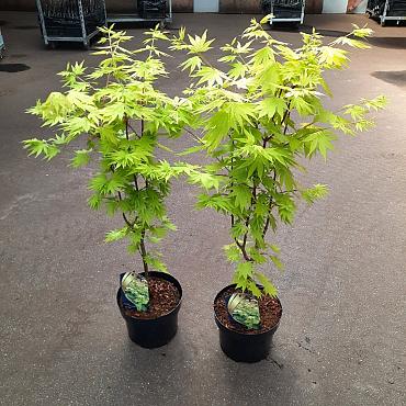 Acer shirasawanum 'Jordan'