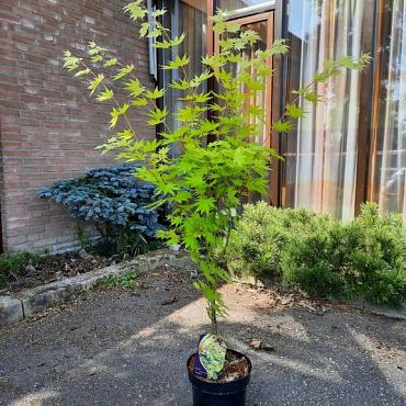 Acer shirasawanum 'Jordan'