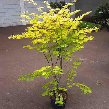 Acer shirasawanum 'Jordan'
