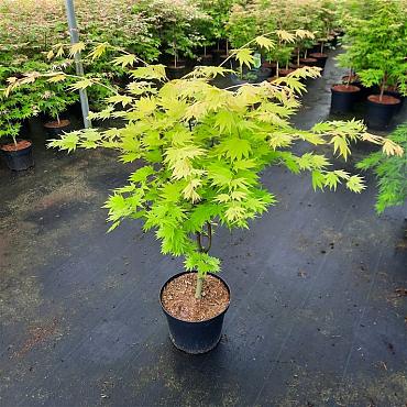 Acer shirasawanum 'Jordan'