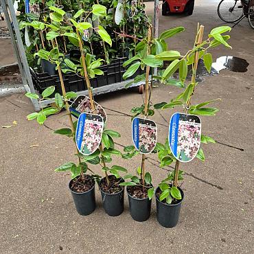 Clematis arm. 'Apple Blossom'