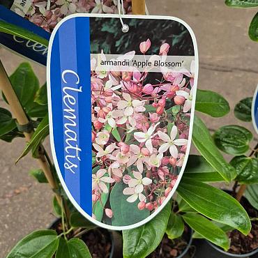 Clematis arm. 'Apple Blossom'