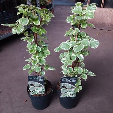 Hydrangea an. petiolaris 'Silver Lining'