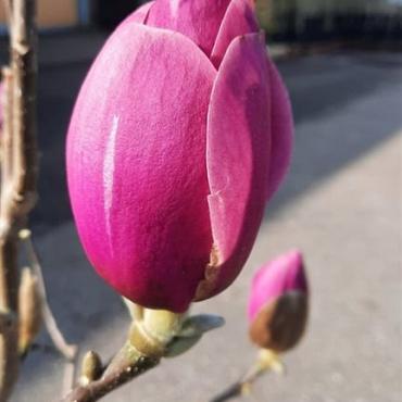 Magnolia Black Tulip