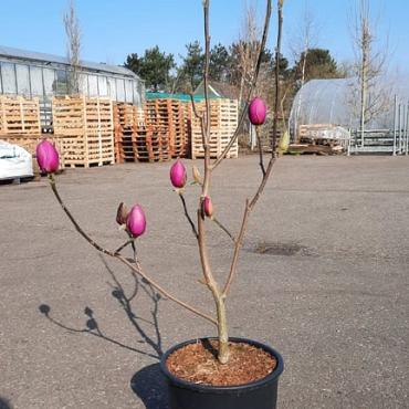 Magnolia Black Tulip