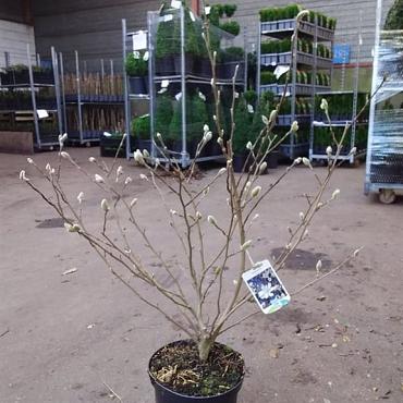Magnolia stellata