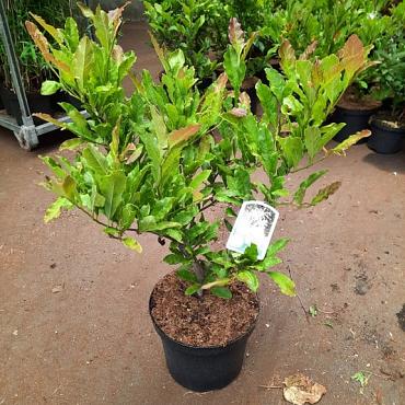 Magnolia stellata