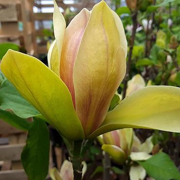 Magnolia 'Sunsation'