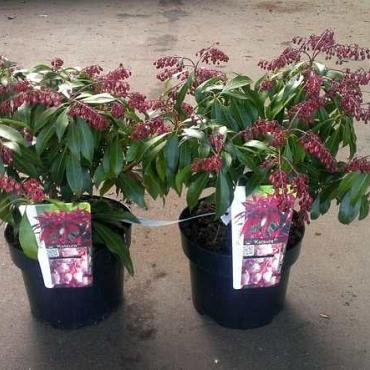 Pieris jap. 'Katsura'