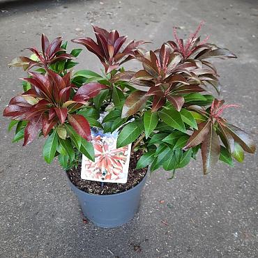 Pieris jap. 'Katsura'