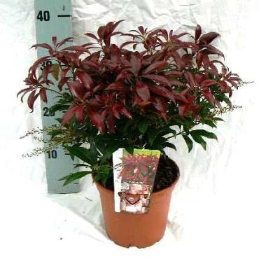 Pieris jap. 'Katsura'