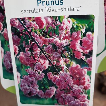 Prunus 'Kiku-shidare-zakura'