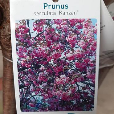 Prunus ser. 'Kanzan'