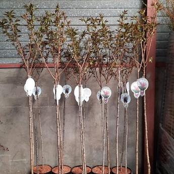 Prunus ser. 'Kanzan'
