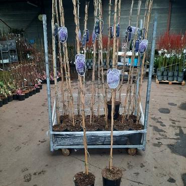 Wisteria sinensis 'Prolific'