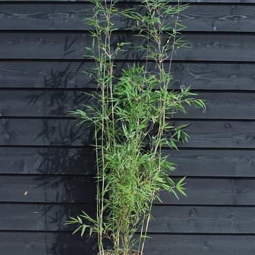 Fargesia nitida 'Black Pearl'