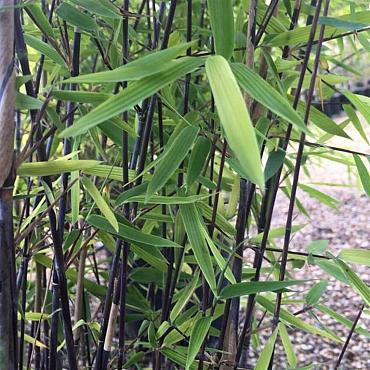 Fargesia nitida 'Black Pearl'