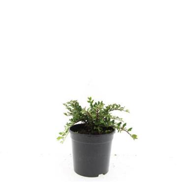 Cotoneaster adpressus
