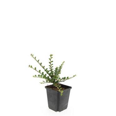 Cotoneaster horizontalis