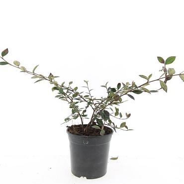 Cotoneaster lacteus