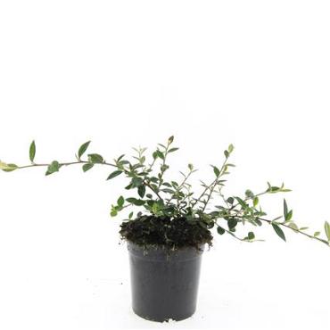 Cotoneaster lacteus