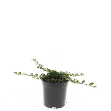 Cotoneaster radicans 'Rami'