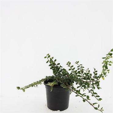 Cotoneaster radicans 'Rami'
