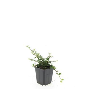 Cotoneaster sal. 'Green Carpet'