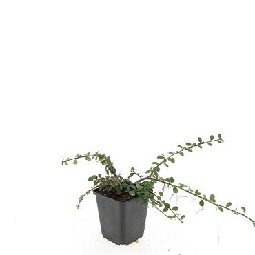 Cotoneaster sal. 'Green Carpet'