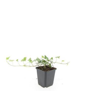 Hedera hel. 'Glacier'