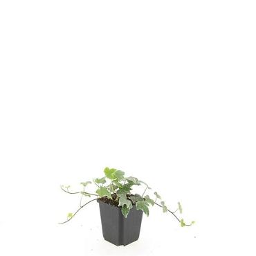 Hedera hel. 'Glacier'