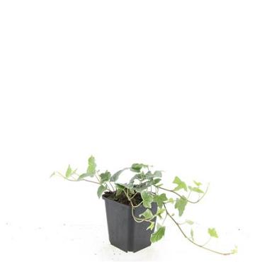 Hedera hel. 'Glacier'