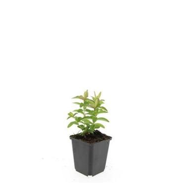 Hypericum calycinum