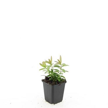 Hypericum calycinum