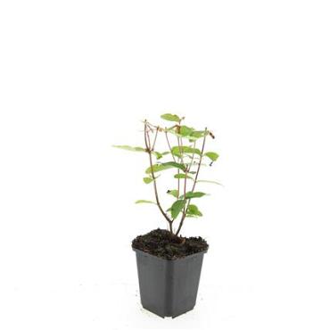 Hypericum inodorum