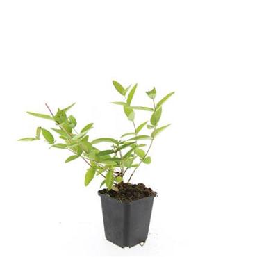 Hypericum i. 'Annebel'