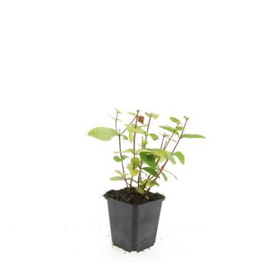 Hypericum i. 'Annebel'