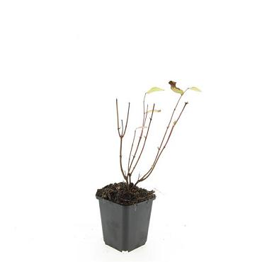 Hypericum i. 'Annebel'