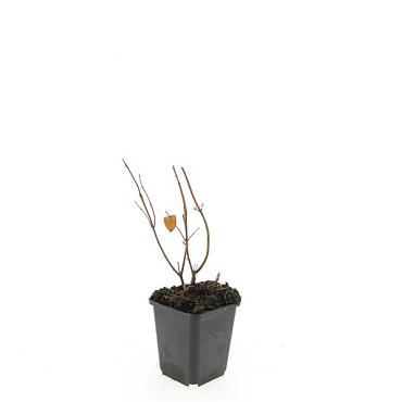 Hypericum i. 'Beauty'