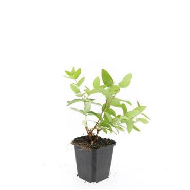 Hypericum i. 'Rheingold'