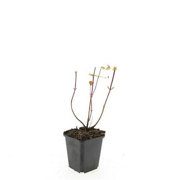 Hypericum i. 'Rheingold'