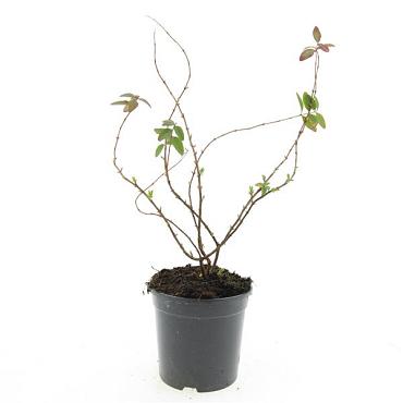 Hypericum kouytchense