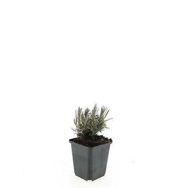 Lavandula ang. 'Rosea'
