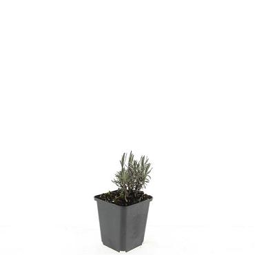 Lavandula ang. 'Rosea'