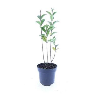 Ligustrum ovalifolium